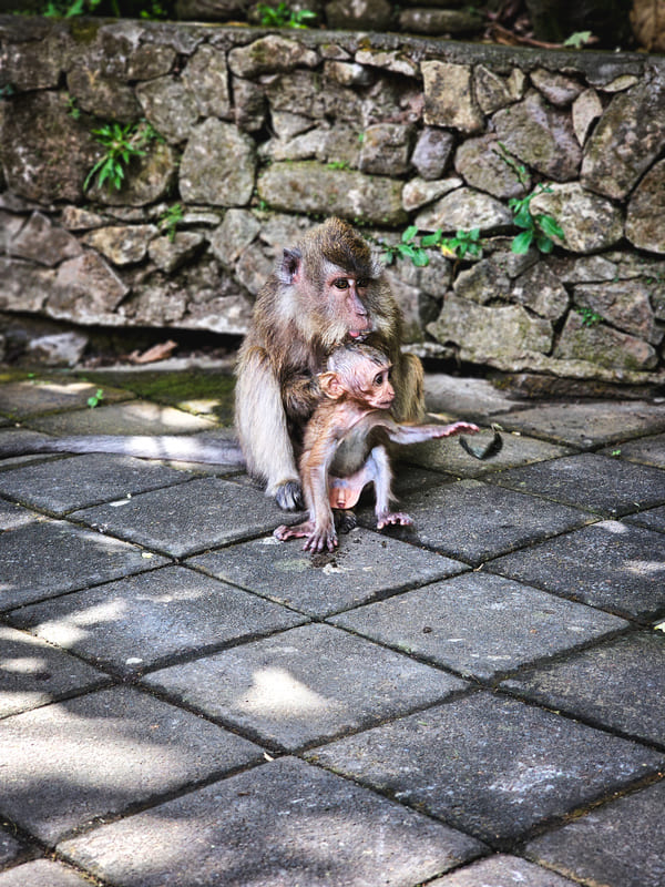 Monkey Forest bali ubud